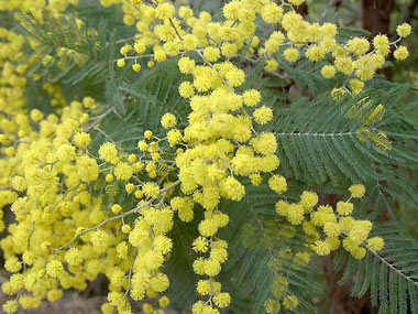 acacia dealbata