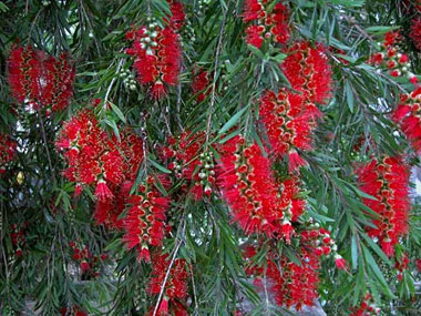 Callistemon